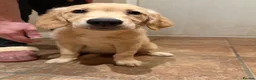 Golden Retriever dogs for sale: KC Registered Golden Retriever Puppies - Advert 28