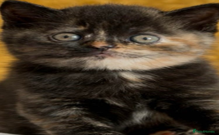 Norwegian Forest Cat cats - Advert 4