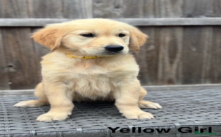 Golden Retriever dogs - Advert 2