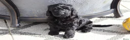 Cockapoo dogs for sale: Beautiful Cockapoo puppies for sale  - Advert 20