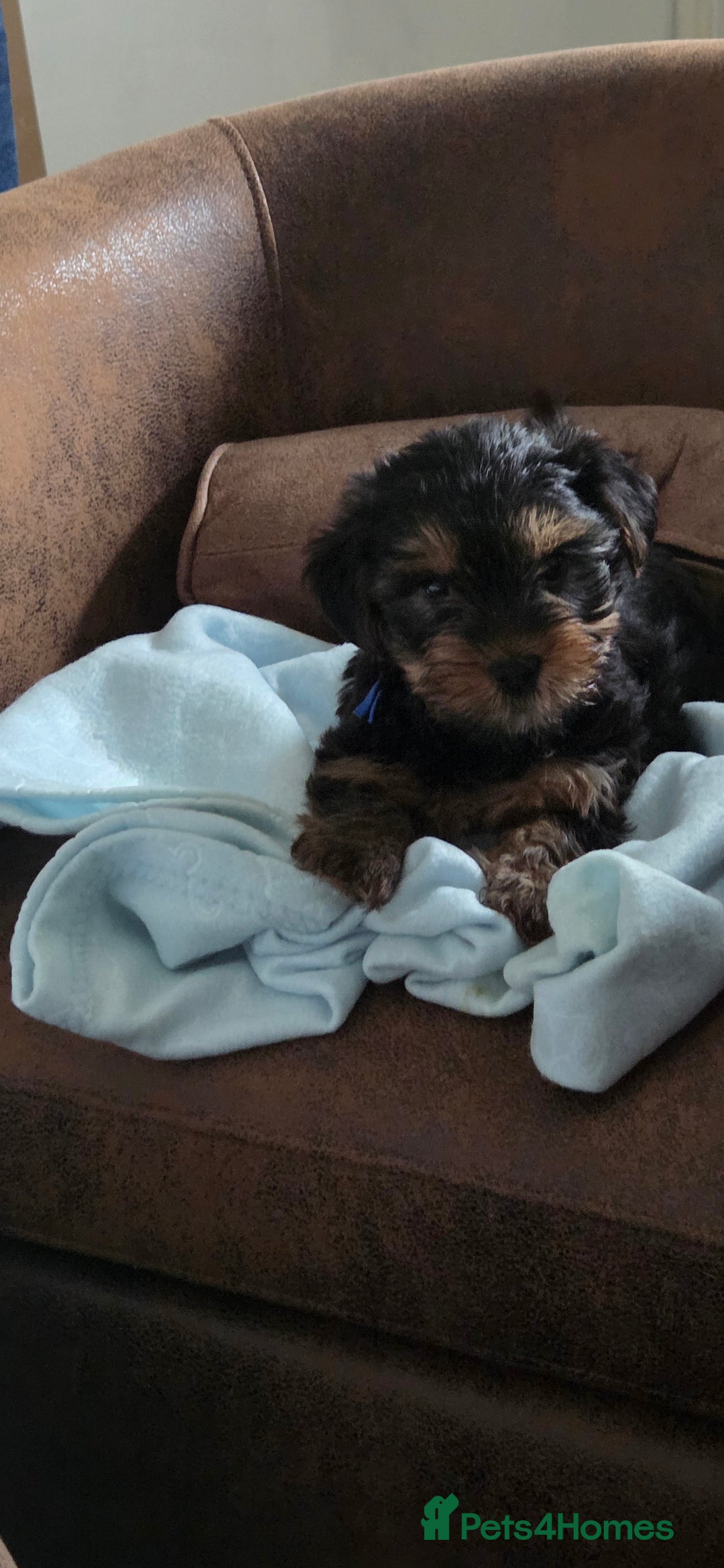 Yorkshire Terrier dogs for sale: 1 boy and 3 girl  Yorkshire terrier puppies  - Image 5