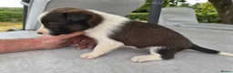 Border Collie dogs for sale: Border collie puppy 1 dog available  - Advert 11
