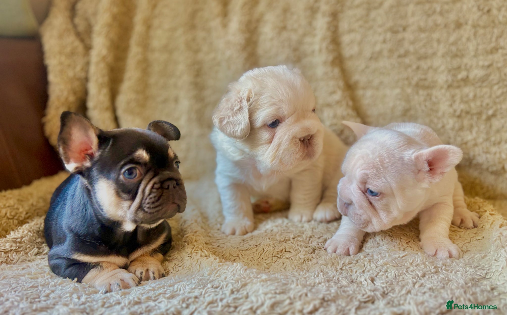 French Bulldog dogs for sale: French Bulldog Babies Ready Soon - Advert 3