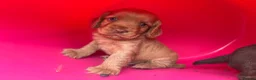 Cocker Spaniel dogs for sale: Stunning red KC working cocker puppies  - Advert 9