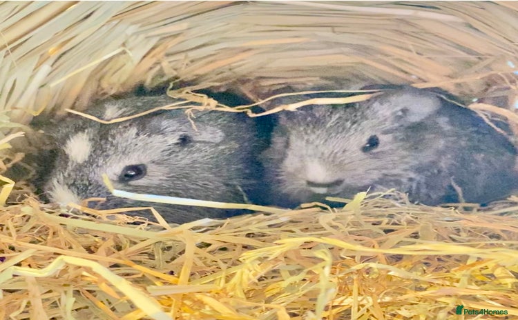 Guinea Pig rodents Baby Guinea pigs - Advert 1