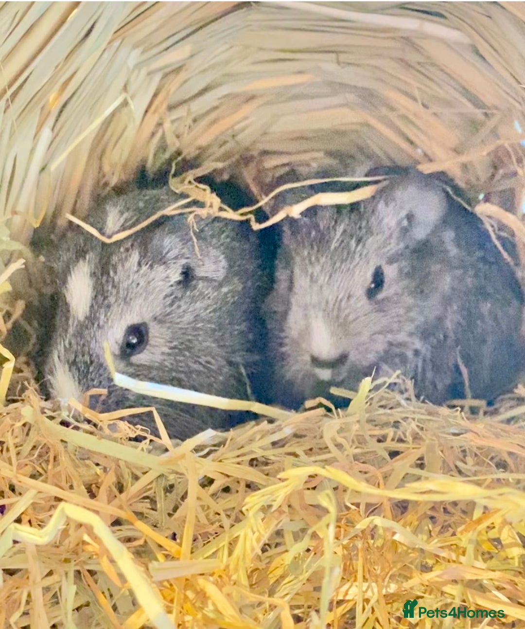 Guinea Pig rodents for sale: Baby Guinea pigs - Advert 1