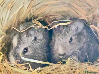 Guinea Pig rodents Baby Guinea pigs - Advert 5