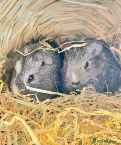 Guinea Pig rodents Baby Guinea pigs - Advert 1