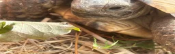 Tortoise reptiles for sale: Spur tight tortoise - Advert 6