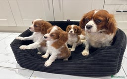 Cavalier King Charles Spaniel dogs for sale: Beautiful cavaliers looking for forever homes - Image 5