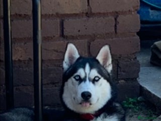 Siberian Husky dogs in Birmingham - Advert 15