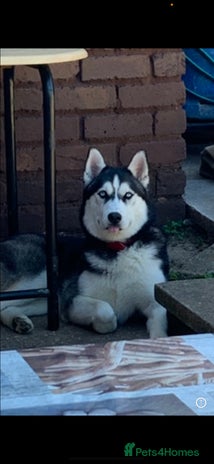 Siberian Husky dogs in Birmingham - Advert 1