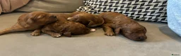 Cavapoo dogs for sale: Cavapoo F1B Beautiful puppies Due 20th June  - Advert 27