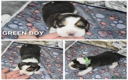 Beagle dogs for sale: Beautiful KC Beagle Puppies – DNA Health Tested  - Image 5