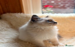 Ragdoll cats for sale: Stunning 💎 Ragdoll blue point girl kitten - Image 8