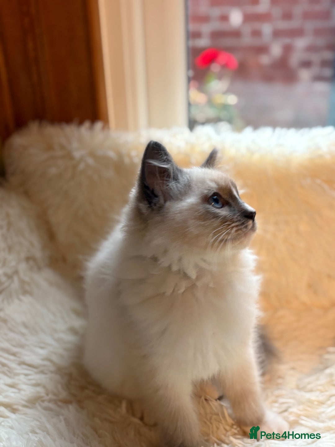 Ragdoll cats for sale: Stunning 💎 Ragdoll blue point girl kitten - Image 8