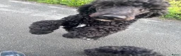 Labradoodle dogs for sale: 9 month old labradoodle F1B pups  - Advert 7
