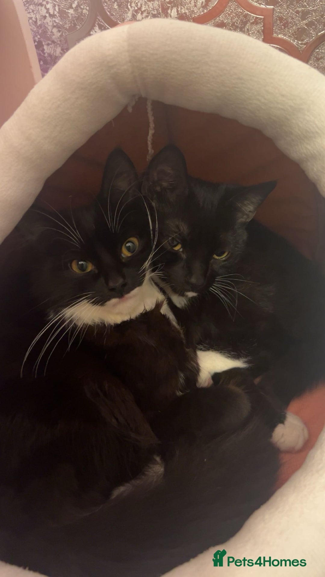 Mixed Breed cats for sale: 2 female tuxedo cats  - Advert 1