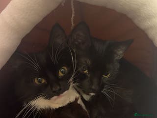 Mixed Breed cats 2 female tuxedo cats - Advert 1