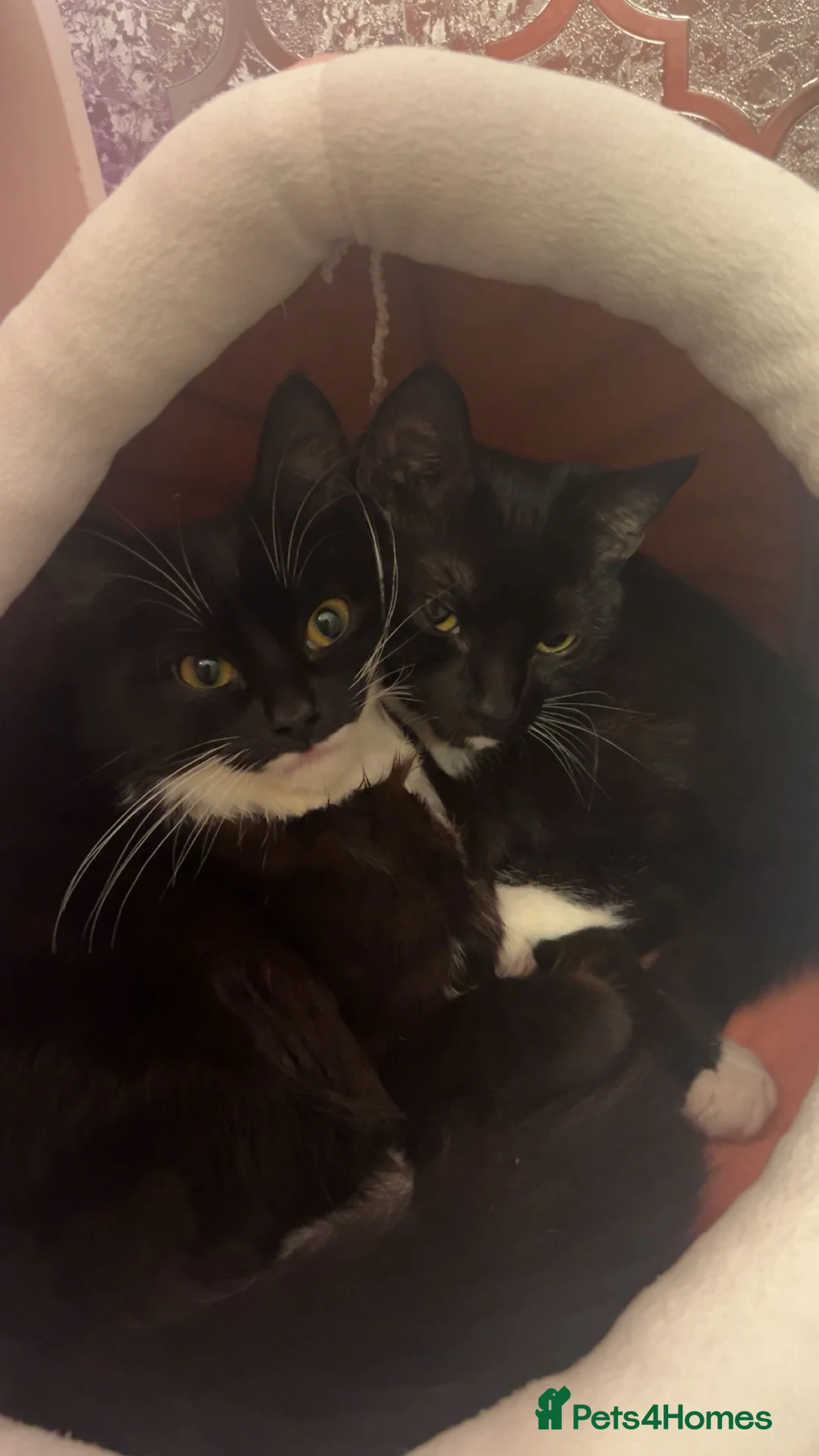 Mixed Breed cats for sale: 2 female tuxedo cats  - Advert 1