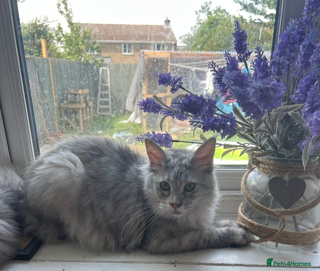 Maine Coon cats for sale: Active TICA Breeding Queen Maine Coon - Image 8
