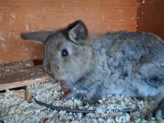 Mixed Breed rabbits Baby rabbits - Advert 7