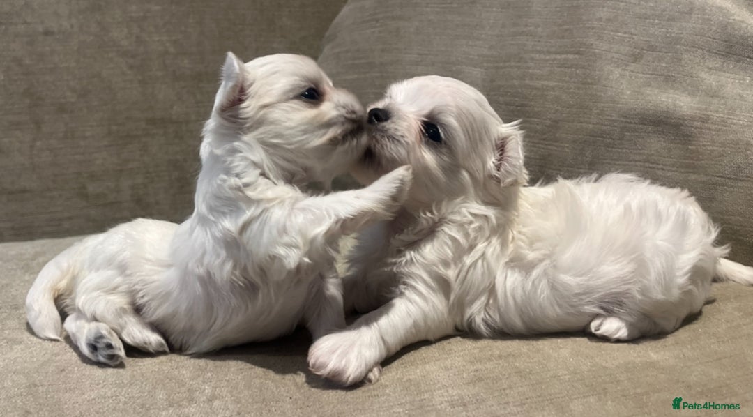 Maltese dogs for sale: Tiny Korean Maltese Boys - Advert 15