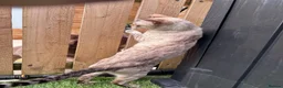 Bengal cats for sale: SNOW BENGAL FEMALE LOOKING FOR HER NEW HOME  in Glasgow - Advert 3