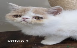 Exotic cats for sale: Registered Brothers  - Image 5