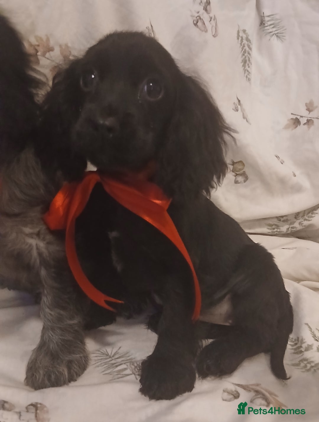 Cocker Spaniel dogs for sale: cocker spaniels - Advert 9