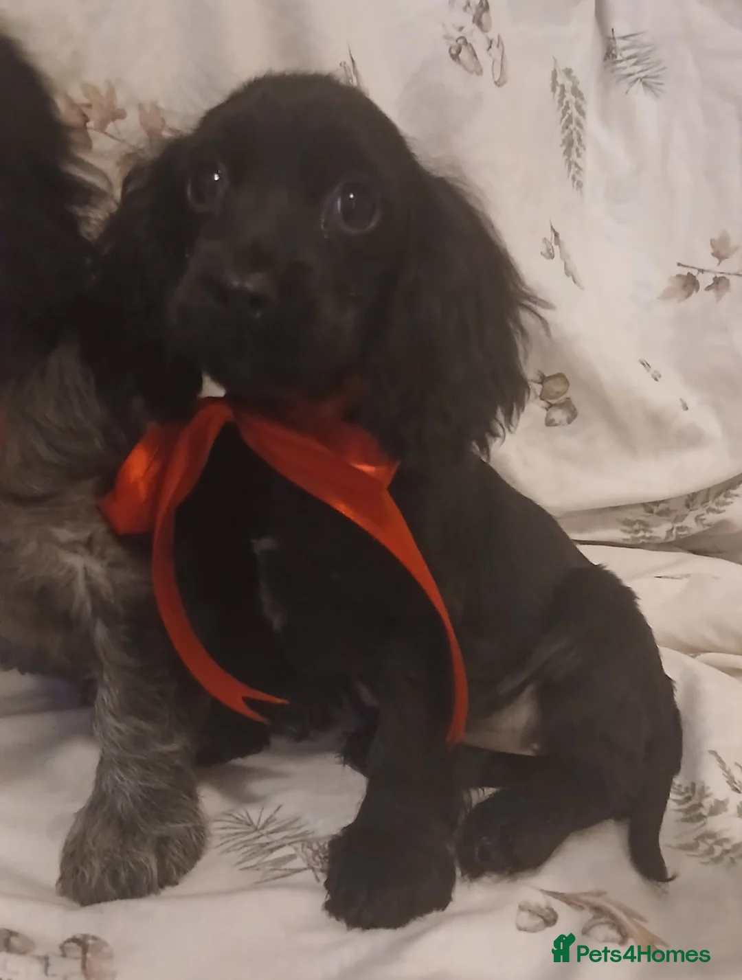 Cocker Spaniel dogs for sale: cocker spaniels - Advert 9