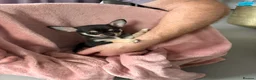 Chihuahua dogs for sale: 4 smooth coat apple head Chihuahua puppies - Advert 6