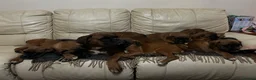 Boxer dogs for sale: KC Registered Boxer Puppies - Advert 1