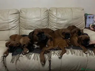 Boxer dogs KC Registered Boxer Puppies - Advert 1