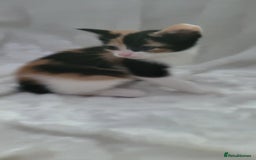 Mixed Breed cats for sale: Lovely kittens  - Image 3