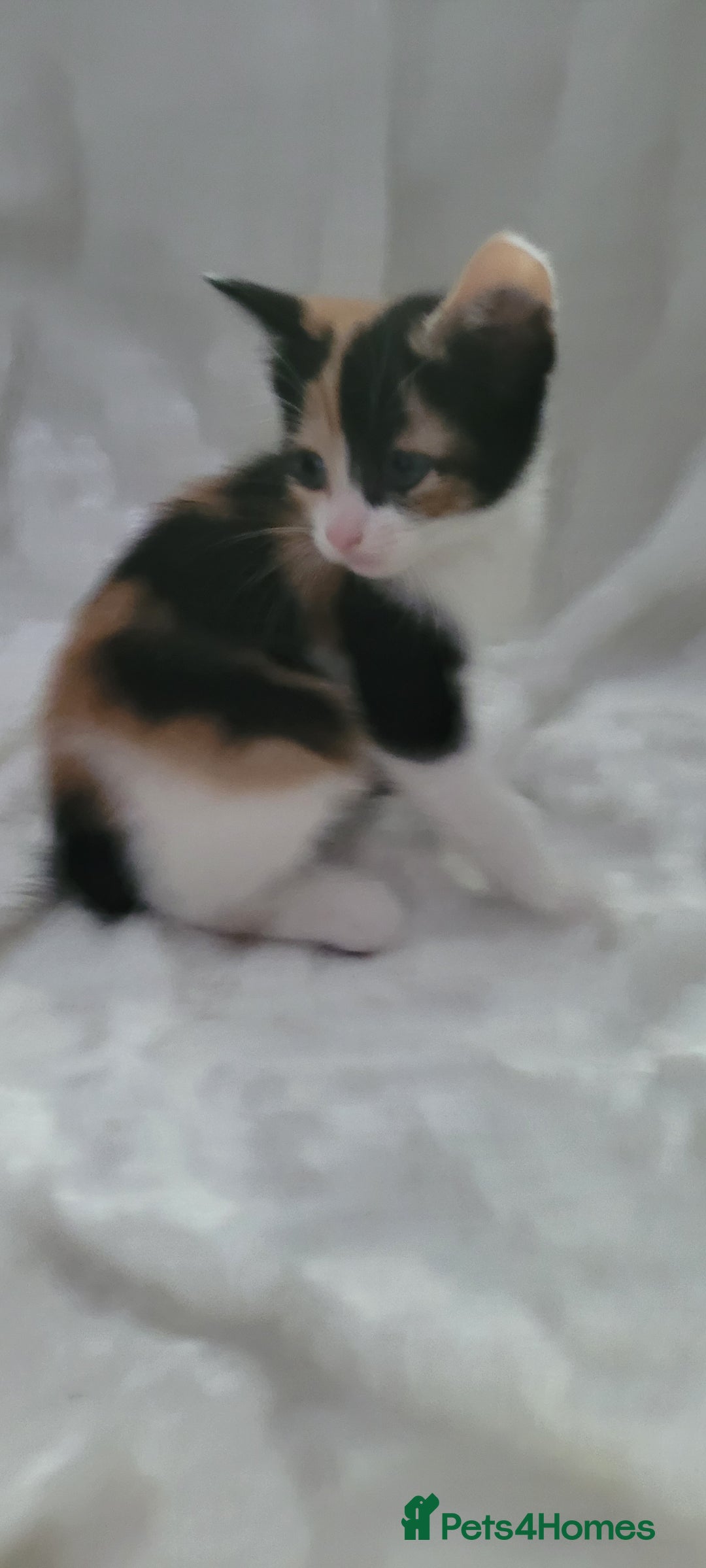 Mixed Breed cats for sale: Lovely kittens  - Image 3