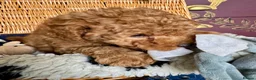 Miniature Poodle dogs for sale: Miniature Poodle puppies. Health tested parents!  - Advert 31
