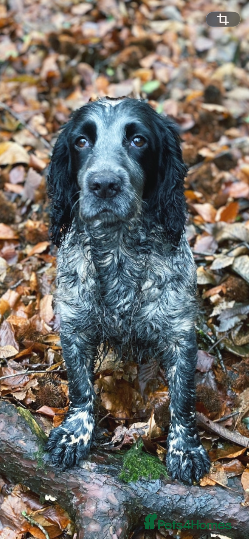 Cocker Spaniel dogs Planned Litter of Cocker Spaniel Puppies  - Advert 3