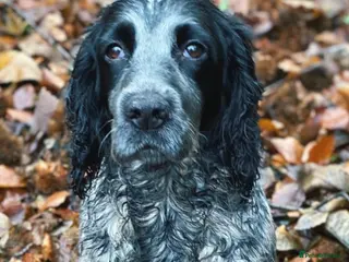 Cocker Spaniel dogs Planned Litter of Cocker Spaniel Puppies - Advert 3