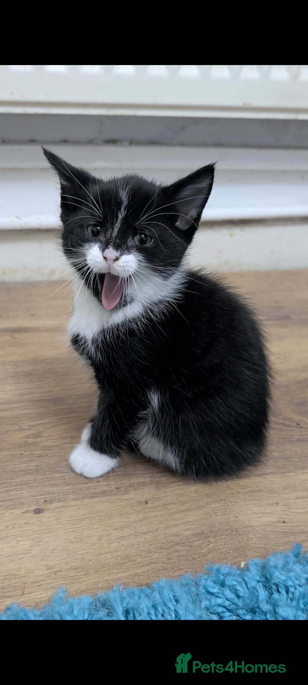 Mixed Breed cats for sale: Beautiful 8 week kittens for sale - Advert 2