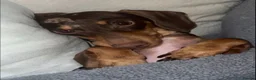 Miniature Dachshund dogs for sale: 👑🐾Quality KC Miniature Dachshunds🐾👑 in Staines - Advert 2