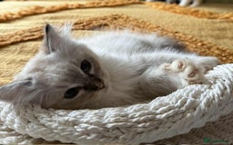 Ragdoll cats for sale:  Charming and fluffy Female Ragdoll Kittens - Image 7