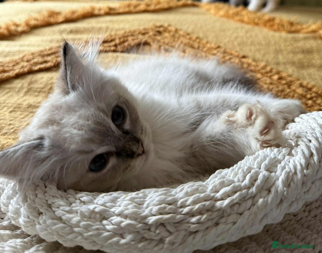 Ragdoll cats for sale:  Charming and fluffy Female Ragdoll Kittens - Image 7