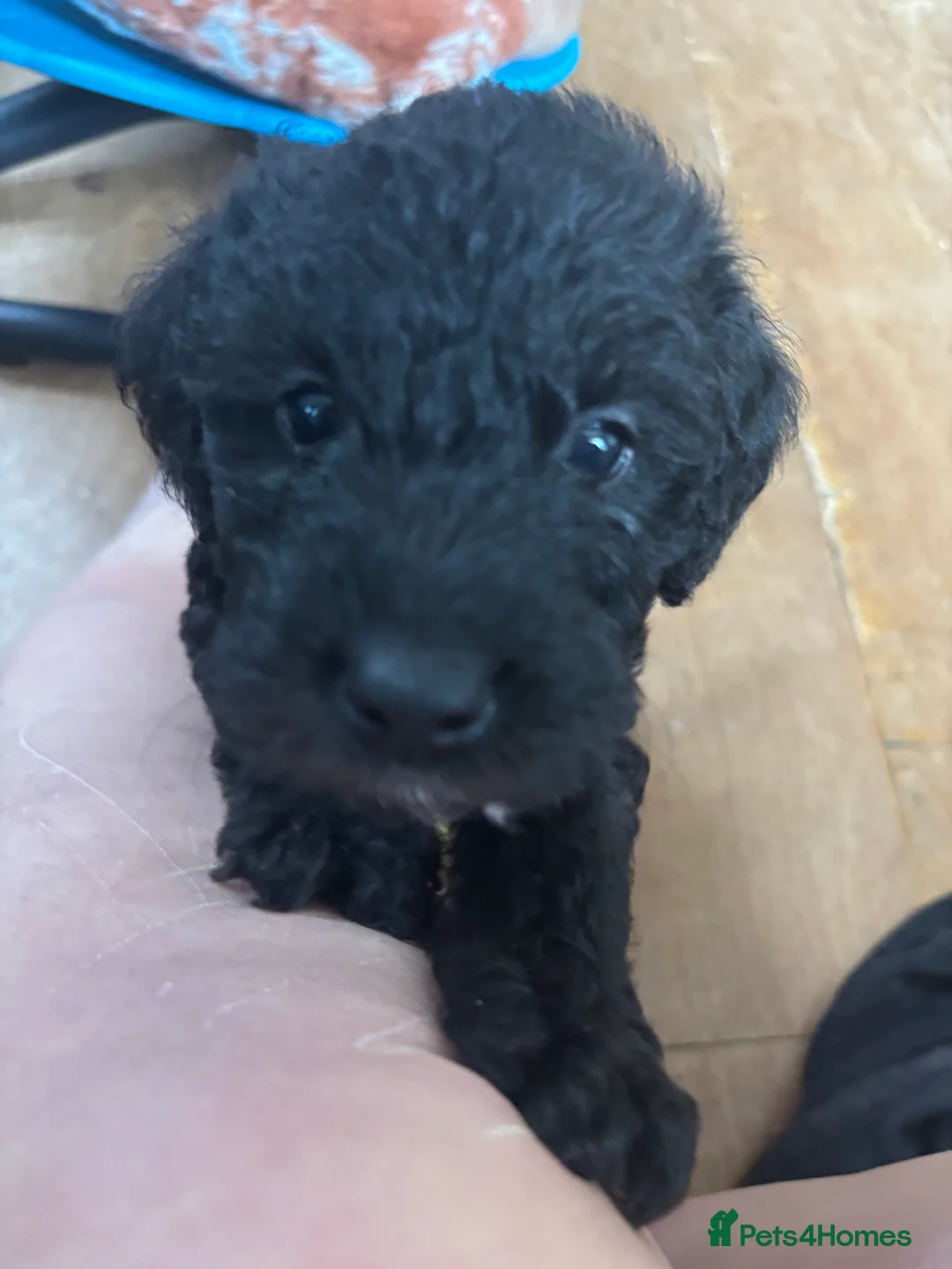Bedlington Terrier dogs for sale: Bedlington terrier puppies  - Advert 12