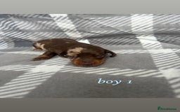 Miniature Dachshund dogs for sale: Miniature Dachshund Pups  - Image 3
