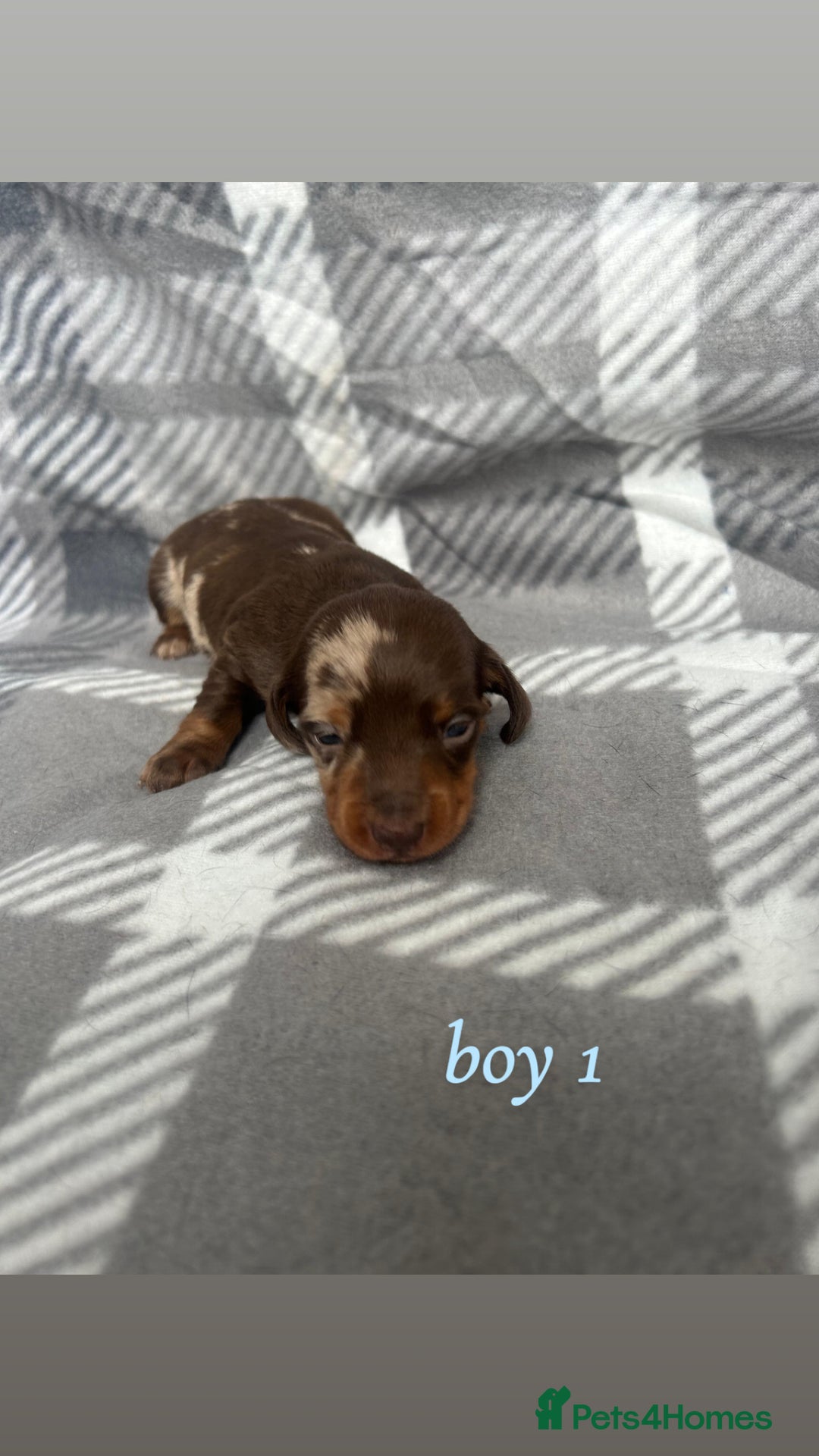 Miniature Dachshund dogs for sale: Miniature Dachshund Pups  - Image 3