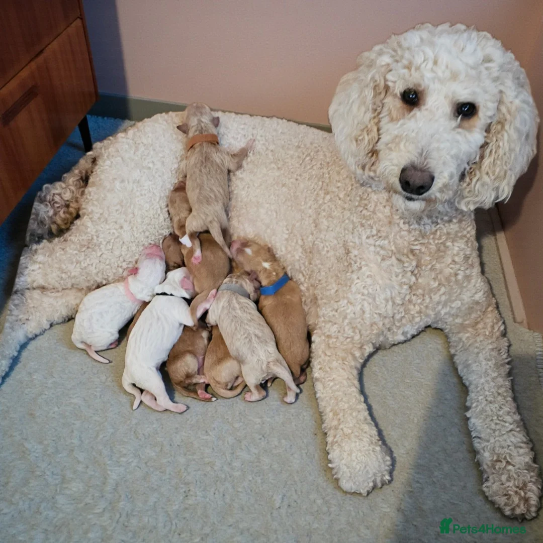 Australian Labradoodle dogs for sale: STUNNING LITTER OF AUSTRALIAN LABRADOODLES  - Advert 11