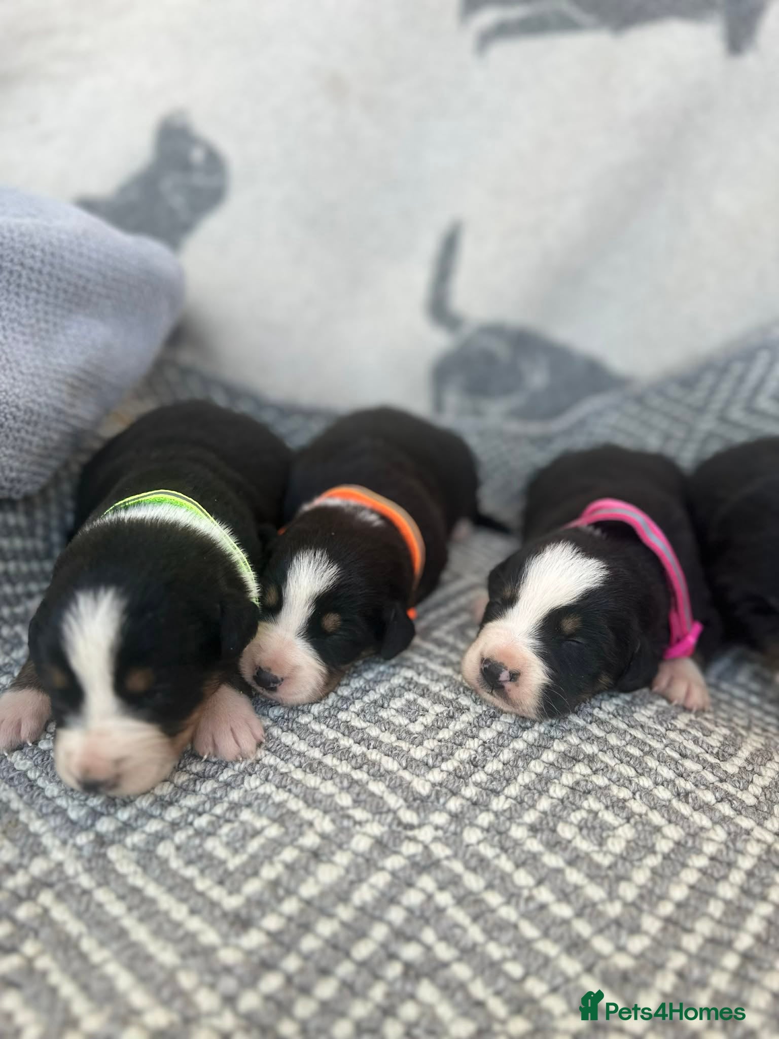 Bernese Mountain Dog dogs Bordernese boys and girls - Advert 10