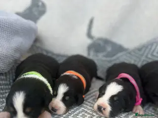 Bernese Mountain Dog dogs Bordernese boys and girls - Advert 5