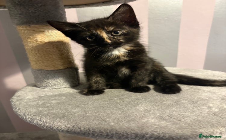 Mixed Breed cats - Advert 2